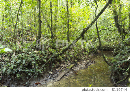 A flooded creek running through tropical rainforest in the Ecuadorian Amazon 8119744