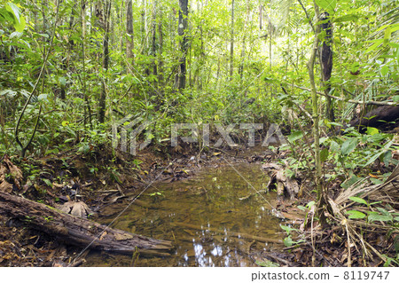 A flooded creek running through tropical rainforest in the Ecuadorian Amazon 8119747