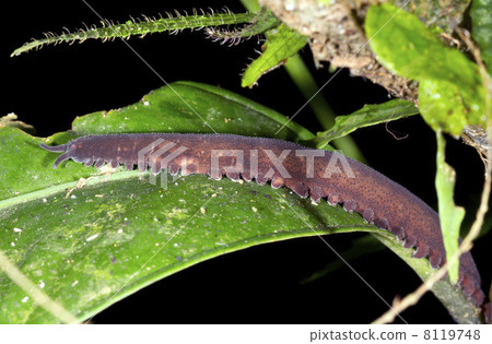 Peripatus or Velvet Worm 8119748