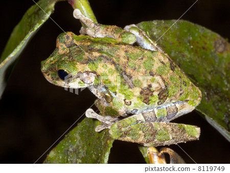 Buckley's Slender Legged Treefrog (Osteocephalus buckleyi) Buckley's Slender Legged Treefrog (Osteocephalus buckleyi) 8119749