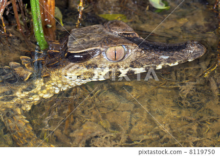 Dwarf Caiman (Palaeosuchus trigonatus)  in a  rainforest creek at night in eastern ecuador 8119750