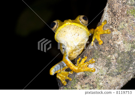 Map Treefrog (Hypsiboas geographicus) on a branch in the rainforest, ecuador, preparing to leap 8119753