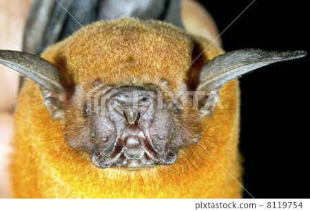 Geater Fishing Bat (Noctilio leporinus), Ecuador 8119754