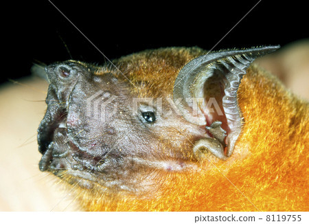 Geater Fishing Bat (Noctilio leporinus), Ecuador 8119755