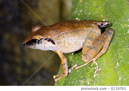 Peruvian Rain Frog (Pristimantis peruvianus) 8119761