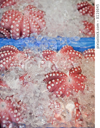 Octopus on Ice Octopus on Ice 8119845