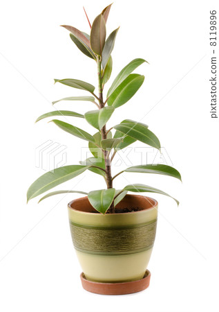 Ficus Ficus 8119896