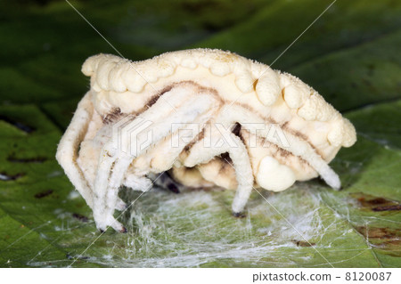 Cordyceps fungus (Torrubiella  sp.) infecting a spider in the rainforest understory, Ecuador 8120087
