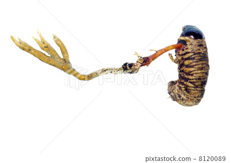 Cordyceps fungus (Metacordyceps sp.) 8120089