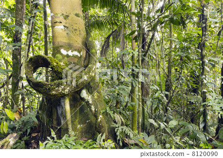 Liana on a tree trunk in the rainforest, Ecuador Liana on a tree trunk in the rainforest, Ecuador 8120090