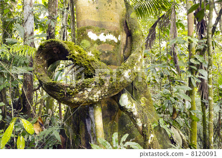 Liana on a tree trunk in the rainforest, Ecuador 8120091