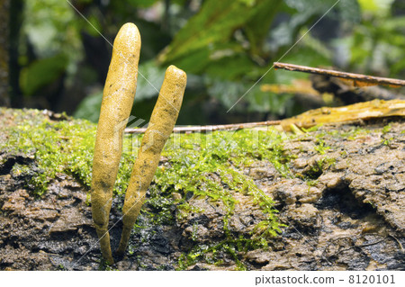 Fungus Xylaria telfairii 8120101