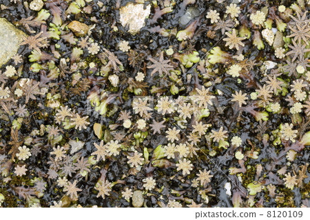 Carpet of Marchantia liverworts with sporocarps on the cloudforest floor in the Ecuadrian Andes. Carpet of Marchantia liverworts with sporocarps on the cloudforest floor in the Ecuadrian Andes. 8120109