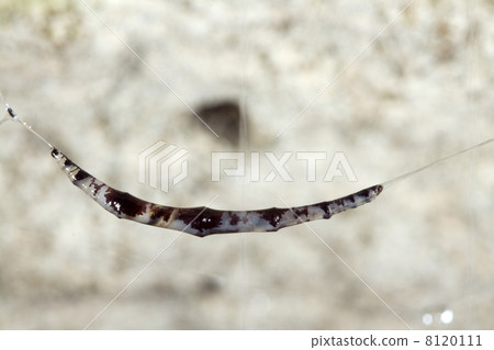 Bioluminescent cave dwelling fungus gnat larva.  8120111