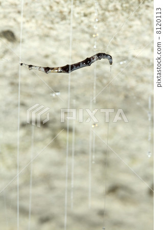 Bioluminescent cave dwelling fungus gnat larva.  8120113