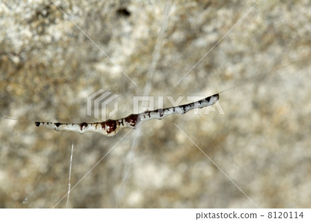 Bioluminescent cave dwelling fungus gnat larva.  8120114