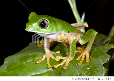 Tiger Striped Monkey Frog (Phyllomedusa tomopterna) in rainforest, Ecuador Tiger Striped Monkey Frog (Phyllomedusa tomopterna) in rainforest, Ecuador 8120115
