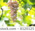 Vineyard 8120125
