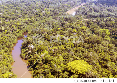 Aerial view of Amazon Rainforest Aerial view of Amazon Rainforest 8120181