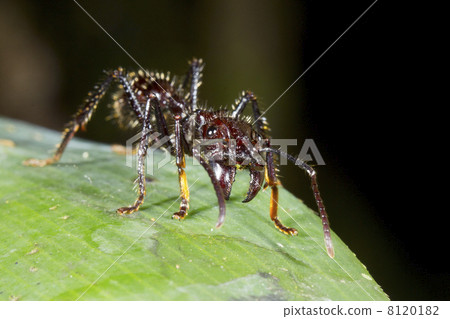 Bullet Ant or Conga Ant (Paraponera clavata), One of the largest ants. Has a very painful sting. Bullet Ant or Conga Ant (Paraponera clavata), One of the largest ants. Has a very painful sting. 8120182