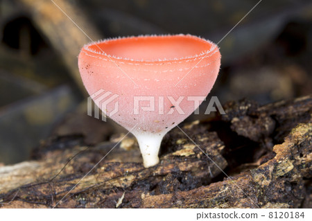 Goblet fungus (Cookeina sulcipes) on the rainforest floor, Ecuador Goblet fungus (Cookeina sulcipes) on the rainforest floor, Ecuador 8120184