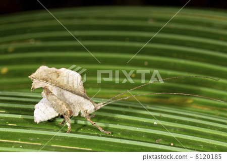 Leaf Mimic Katydid Leaf Mimic Katydid 8120185
