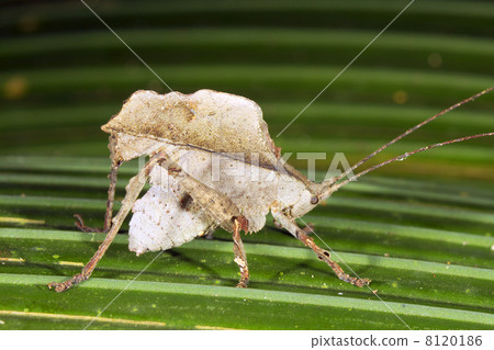 Leaf Mimic Katydid Leaf Mimic Katydid 8120186