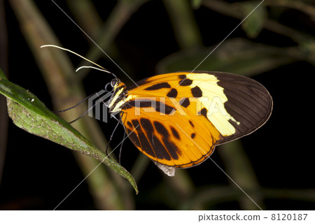 Postman butterfly (Heliconius sp.) roosting in the rainforest understory at night 8120187