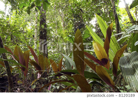 Interior of tropical rainforest with backlit understory plants in foreground. 8120189