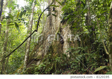 large tree with buttress roots in primary tropical rainforest, Ecuador 8120195