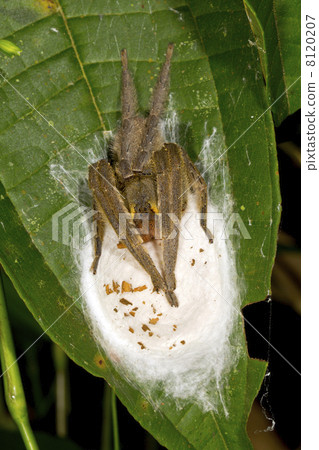 venomous wandering spider (Phoneutria sp.) guarding a brood of eggs venomous wandering spider (Phoneutria sp.) guarding a brood of eggs 8120207