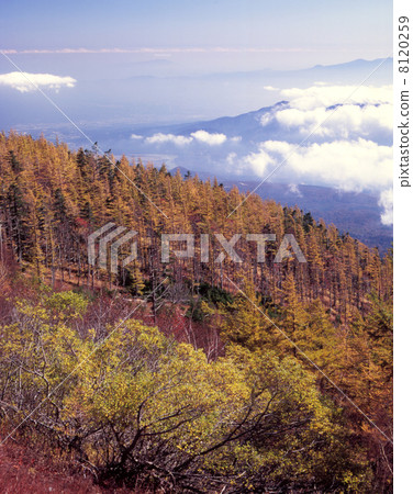 Autumn leaves of Mt. Fuji Autumn leaves of Mt. Fuji 8120259