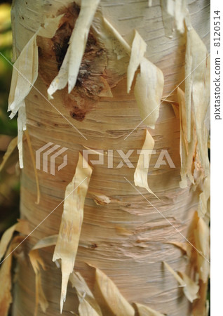 Birch bark 8120514