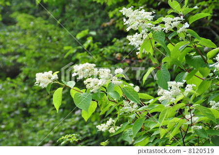 Nori Tougi Nori Tougi 8120519