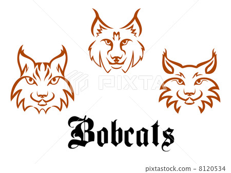 Bobcats and lynxs 8120534