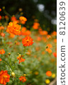  Kivanacosmos 8120639