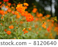  Kivanacosmos 8120640