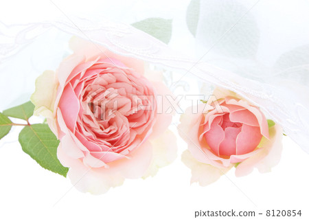 7532 Rose Carmeline 7532 Rose Carmeline 8120854