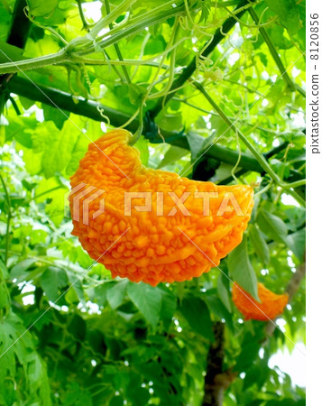 Tulleysi是黃色的 8120856