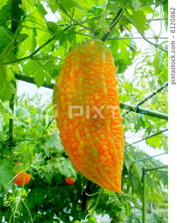 Tulleysi which was colored yellow Tulleysi which was colored yellow 8120862