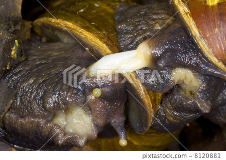 African Giant Snails (Achatina fulica) mating 8120881