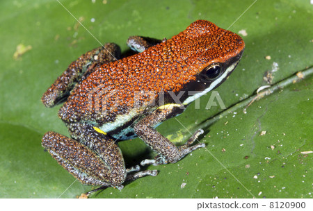 Ruby Poison Frog (Ameerega parvula), Ecuador Ruby Poison Frog (Ameerega parvula), Ecuador 8120900