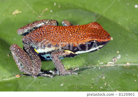 Ruby Poison Frog (Ameerega parvula), Ecuador Ruby Poison Frog (Ameerega parvula), Ecuador 8120901