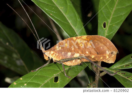 Leaf mimic katydid in the rainforest understory, Ecuador 8120902