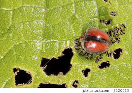 Leaf beetle (family Chrysomelidae) sitting beside the holes it h Leaf beetle (family Chrysomelidae) sitting beside the holes it h 8120913