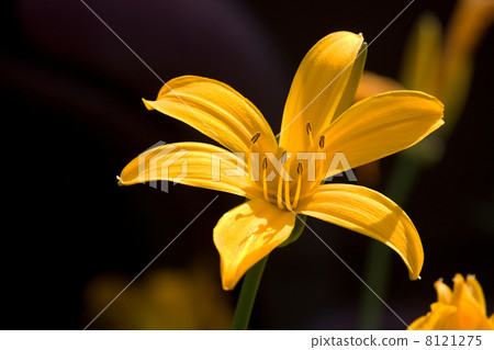 yellow lily flower yellow lily flower 8121275