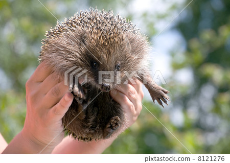 hedgehog in human hands hedgehog in human hands 8121276