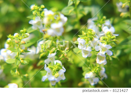 Angelonia Angelonia 8121427