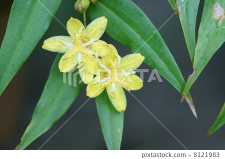 我的名字是黃花穿孔鴨花Kibana Knockinuki Hototogisu。 8121983