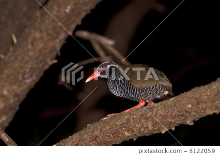 Yanbaruquaina Gallirallus okinawae Yanbaruquaina Gallirallus okinawae 8122059